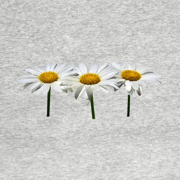 Daisies - Three Daisies In a Row by SusanSavad